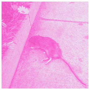 ratte